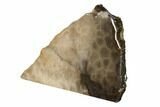 Free-Standing, Petoskey Stone (Fossil Coral) Section - Michigan #160266-2